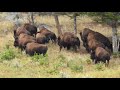 Bison herd Yellowstone national park
