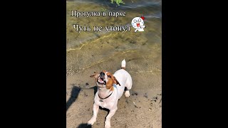 Джек рассел терьер прогулка Парк Наталка Джек рассел терьер прогулка Парк Наталка
