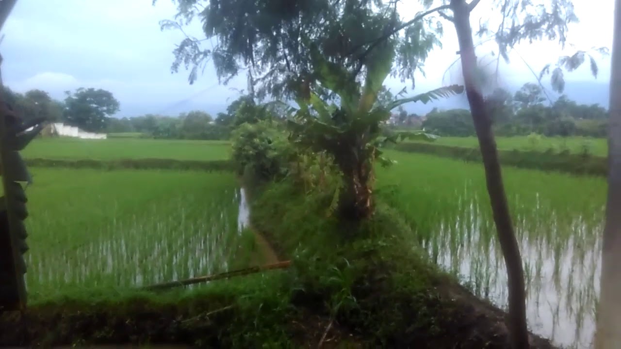 pemandangan sawah 