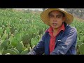 TIERRA SAGRADA DEL NOPAL EN TLALNEPANTLA, MORELOS