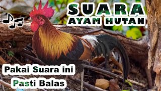 MASTER SUARA AYAM HUTAN PIKAT JANTAN Mp3