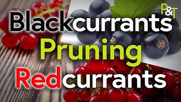 Pruning Blackcurrants and Redcurrants, What
