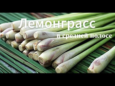 Как вырастить лемонграсс. Как растет лемонграсс в открытом грунте.