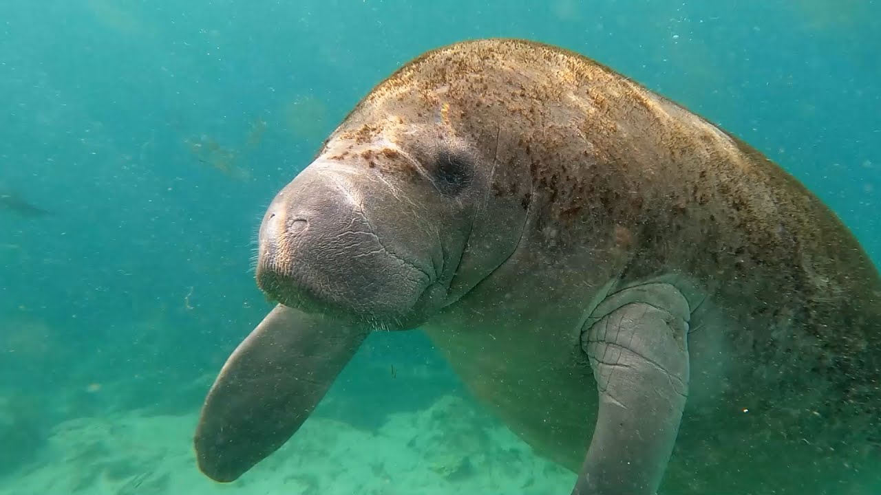 Wanderlust Florida Ep 2: Swimming with Manatees and Prehistoric Spring Diving