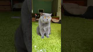 British Shorthair Cat