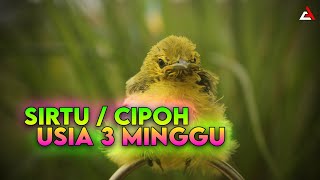 Anakan Sirtu / Cipoh Jantan Usia 3 Minggu