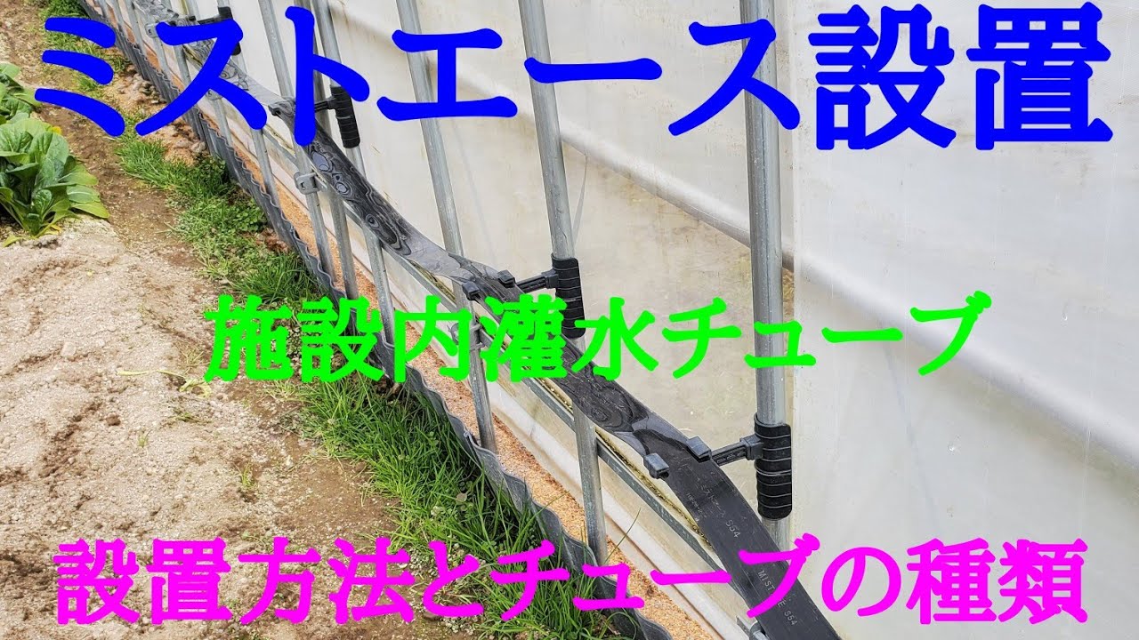 【施設内灌水チューブ設置方法】。久しぶりの投稿です。#灌水チューブ設置#施設内灌水チューブ#ミストエース