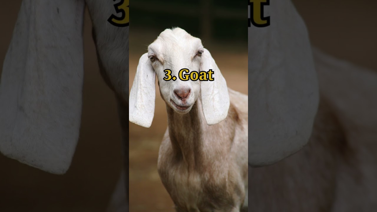 5 Halal Meat Animals In Islam Part-1 