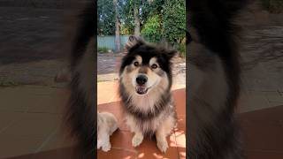 Download Lagu Hati Terluka #shorts MP3