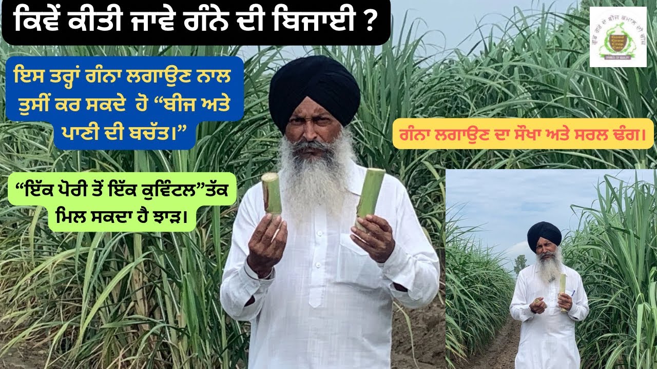 Sugarcane ‘Single bud cultivation’ at good grow farm(Part-01)