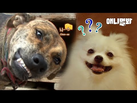 대박ㅣPlayed <strong>Dog</strong> Laughter <strong>Audio</strong> for a <strong>Dog</strong> And… Epic