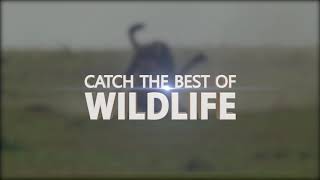 Discovery Plus now on Dailyhunt app screenshot 3