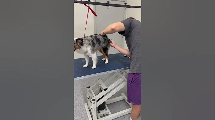 Ivy the Miniature Australian Shepherd #aussie #australianshepherd #dogbath #bordercollie