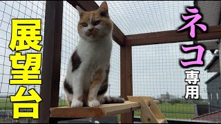 特等席でまったり見回りタイム