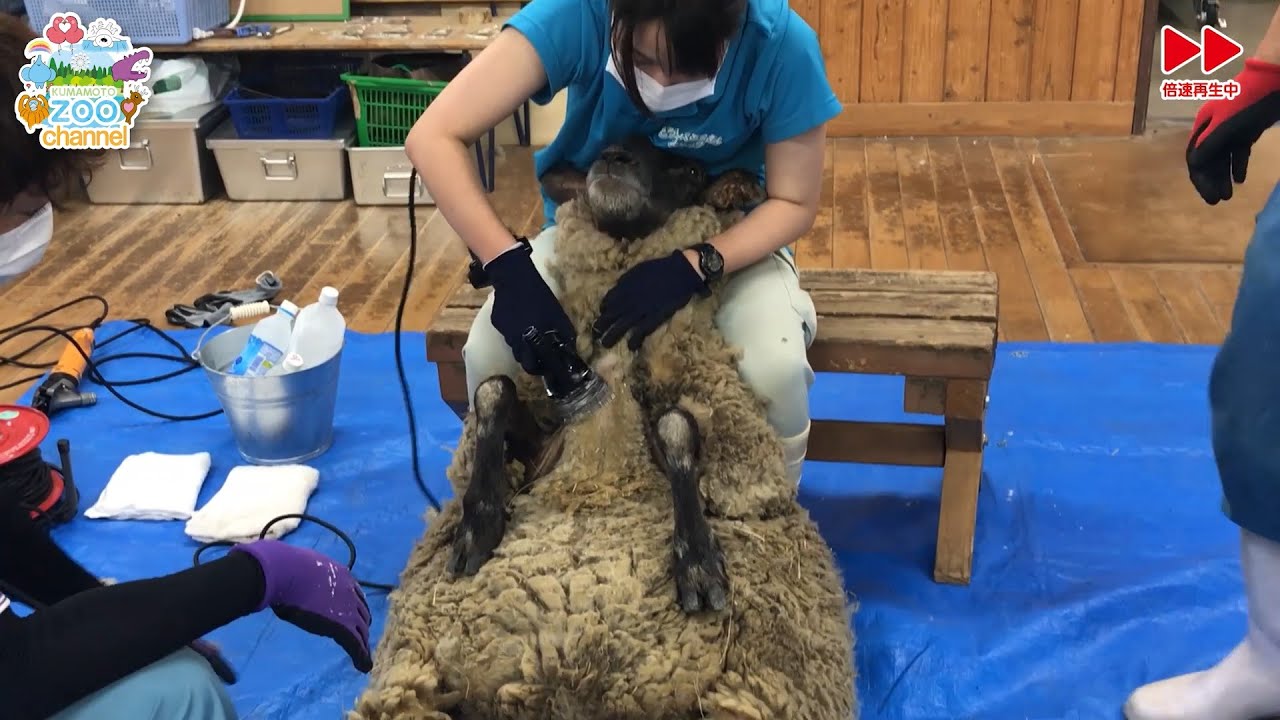 【熊本市動植物園】ヒツジの毛を刈ろう！