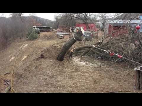 Video: Ovsené Koreňové Alebo Zeleninové Ustrice