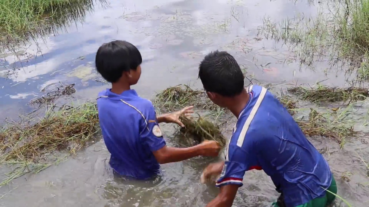 easy fishing pole drawing Best Khmer Fish Trap 2017 - Smart Cambodian Children Fishing Using Bamboo Stick In River