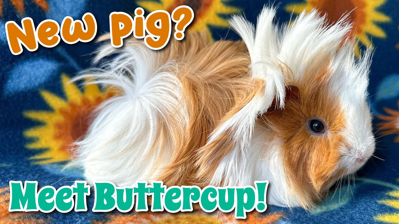 Meet Buttercup 🌼 New [Peruvian] Guinea Pig YouTube