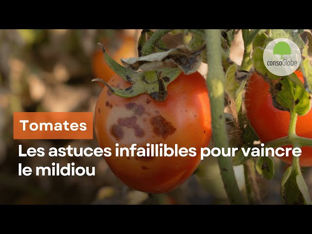 Tomates : les astuces infaillibles pour vaincre le mildiou class=