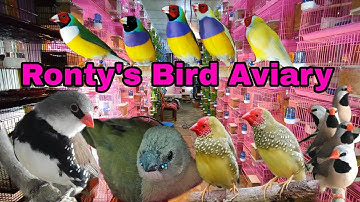 Our Exotic Bird Setup Transformation & Large Java Breeding Setup - (Part-1) #rontysbirdaviary