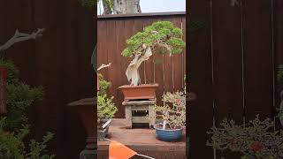 bonsai inspection day? bonsai bonsaihunter bonsaitree บอนไซ บอนไซฮันเตอร์