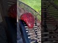 Live Fire Picanha seasoned with some #cheffritzbrand Carnivores Delight all purpose meat rub.
