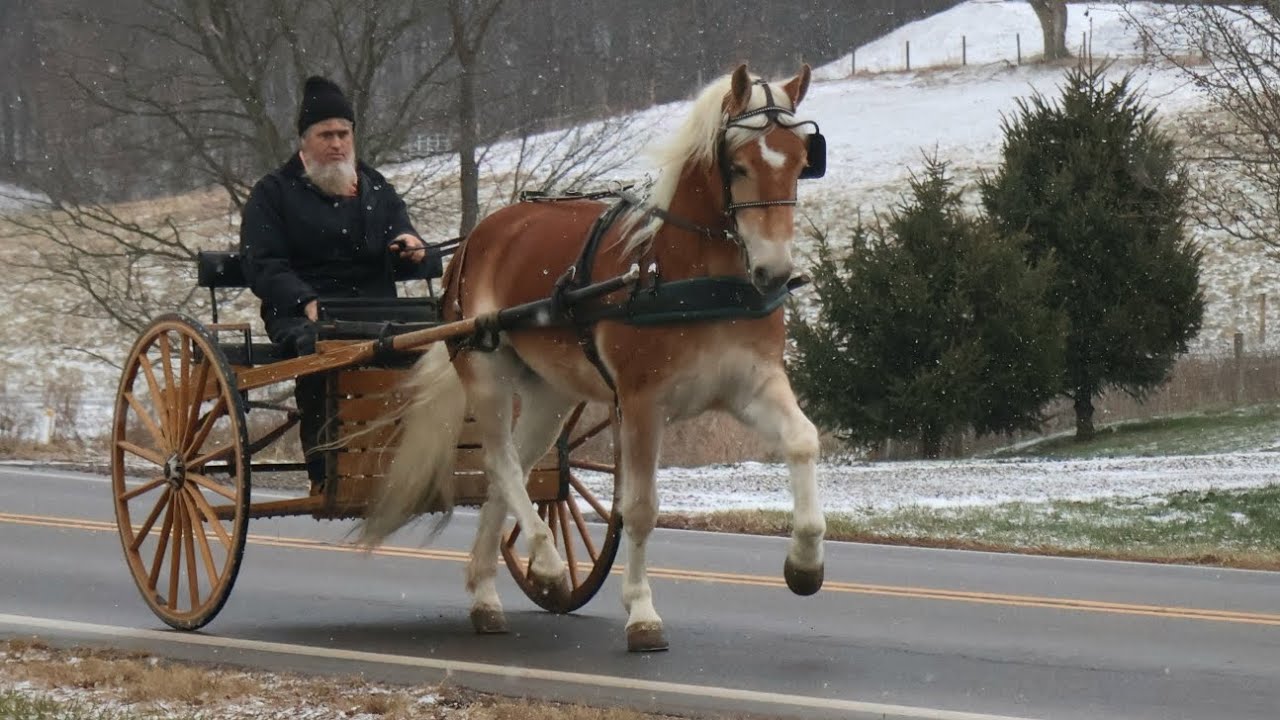 Argan BHF, driving video 