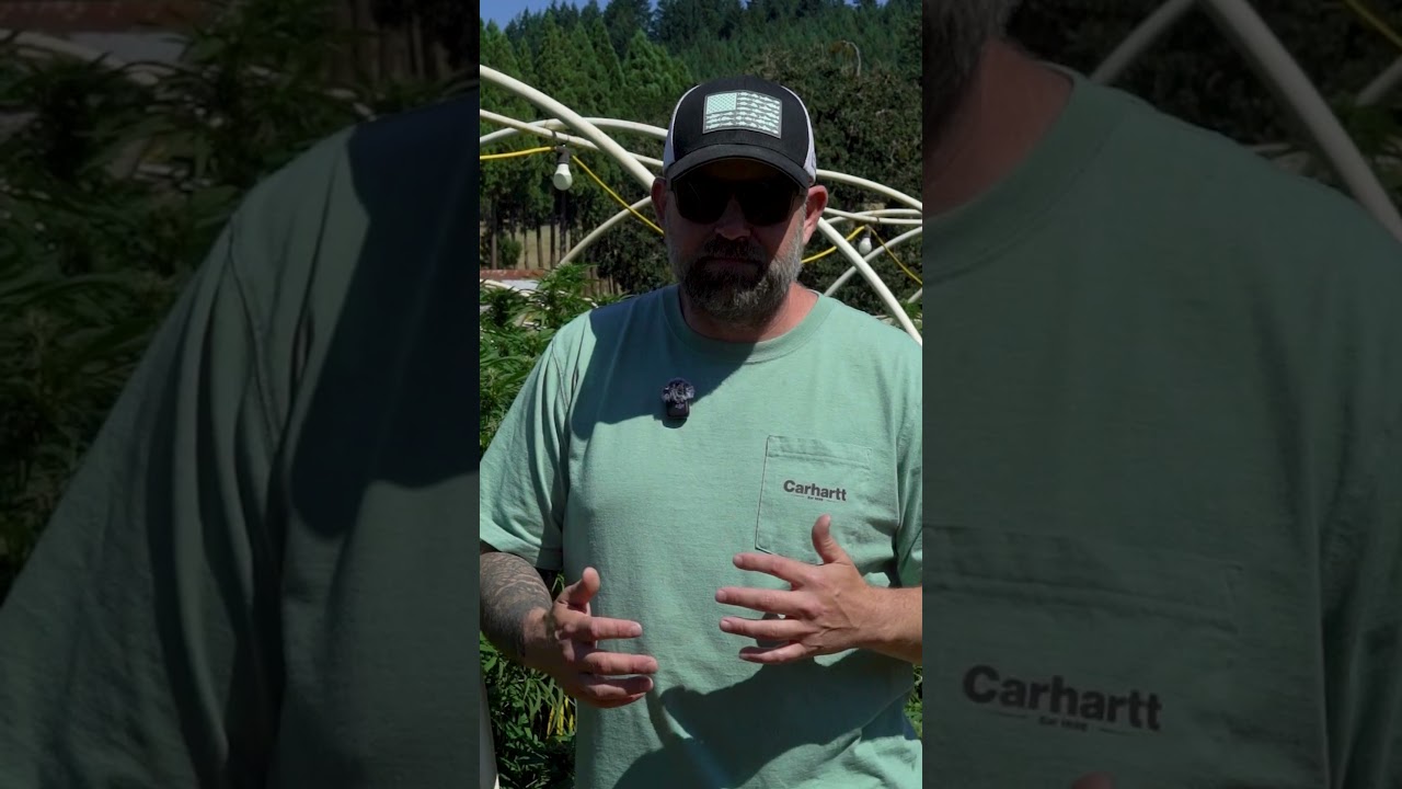 Blue Dream at Oregon Dreams