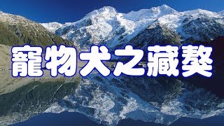 寵物犬之藏獒 by Pets TV 110 views 6 years ago 7 minutes, 48 seconds