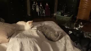 Triple Cat Antics Ft The Slaps