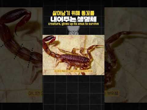 살아남기 위해 뒤도 내어주는 생명체!