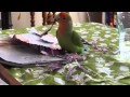 Female lovebird cuts paper strips