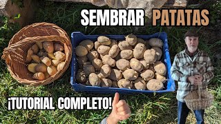 PATATAS: CÓMO CORTARLAS Y SEMBRARLAS PARA SU CULTIVO