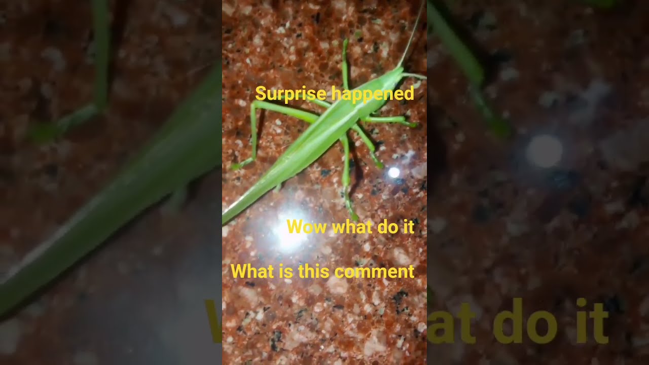 Surprise Ant Dancing Lively Like Subscribe Shorts