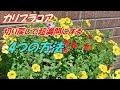 【花】カリブラコアの育て方・切り戻し