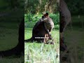 Hoe de moeraswallaby meerdere jongen tegelijk opvoedt! | #AquaZoo #Moeraswallaby #Leeuwarden