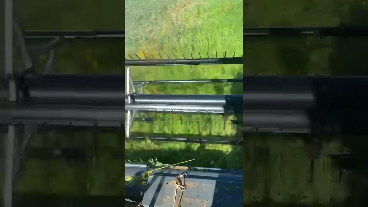 US HEMP FIBER FARMER CUTTING GREEN STALKS 