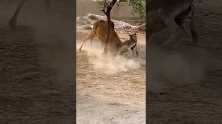 camel vs donkey best