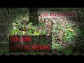 Hantu Dingdong Asli