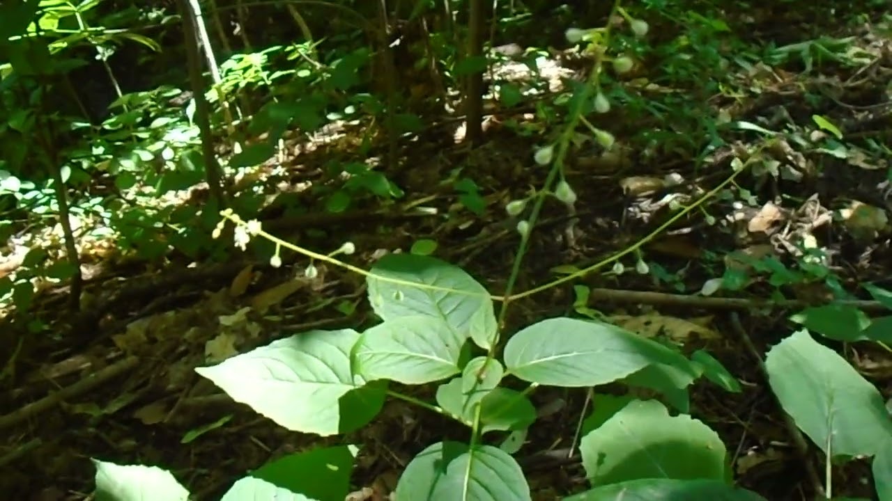 Enchanter's Nightshade (Circaea lutetiana)