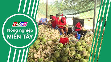 Toàn cảnh Nông nghiệp - 15/10/2024 | Nông nghiệp Miền Tây