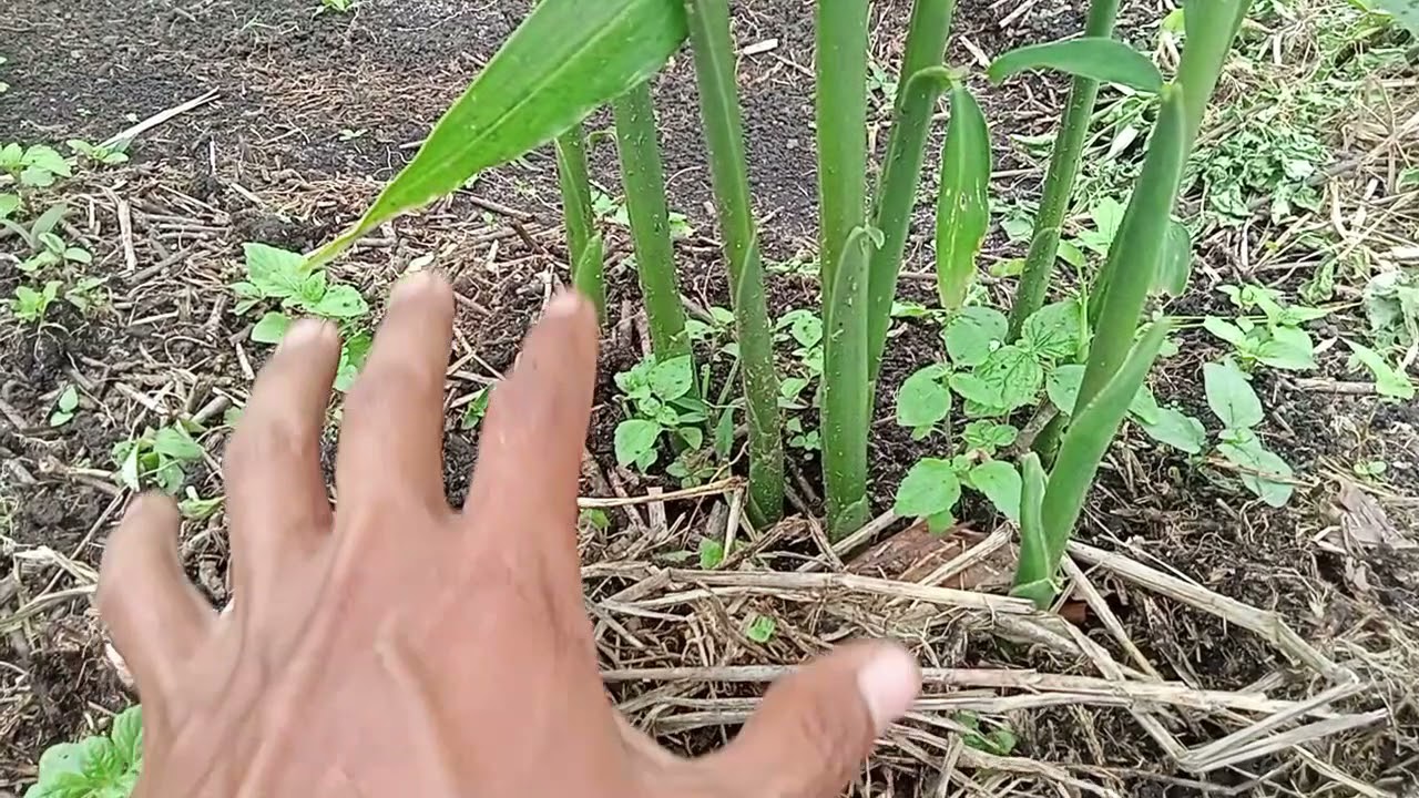 Pertumbuhan Jahe Putih Subur 👍👍