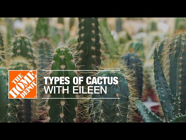Types of Cactus with Eileen | Indoor House Plants | The Home Depot - YouTube