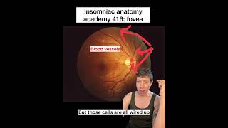 Insomniac anatomy academy 416: fovea #science #stem #sciencefacts #anatomy #eye