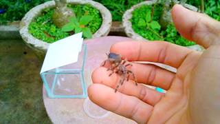 Nhện Tarantula, người bạn mới (tarantula, a new friend)