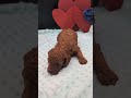 Caleb 🩵 Red Miniature Poodle newsomesroyalk9sandkittens.com #puppy #redminiaturepoodle #puppylove