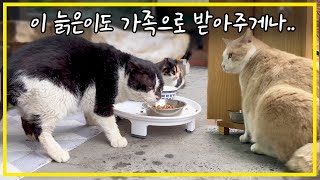 Korean yard cats have started accepting older black cats as family members. by 배은망덕고양이들 80,818 views 1 month ago 20 minutes