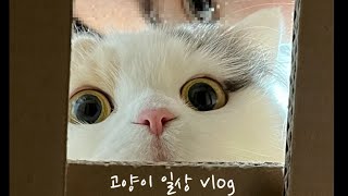 손으로 간식먹는 고양이?!!😍ㅣ자꾸만 보고싶은  박스 안 고양이ㅣcat life vlog by 라라의 하루 Lala's Haru 1,244 views 1 year ago 7 minutes, 26 seconds