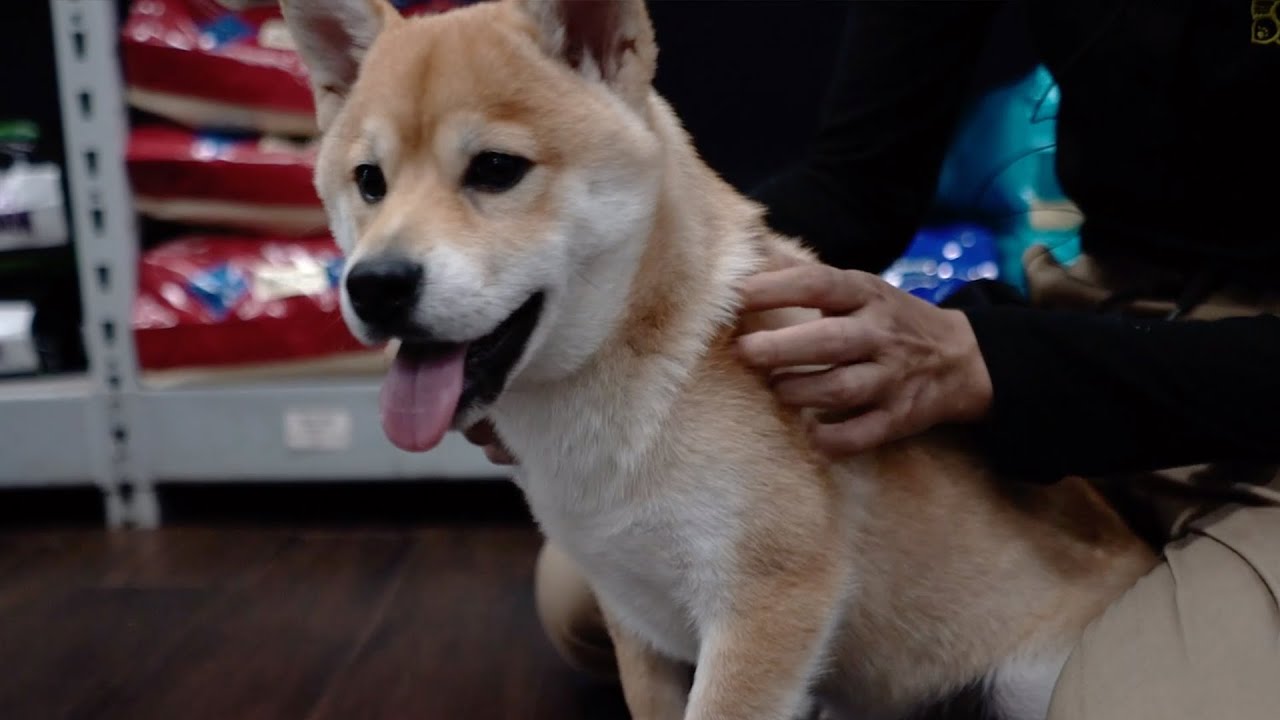 petland shiba inu