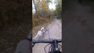 Reactive Dog Passing bikejoring dog bike trails